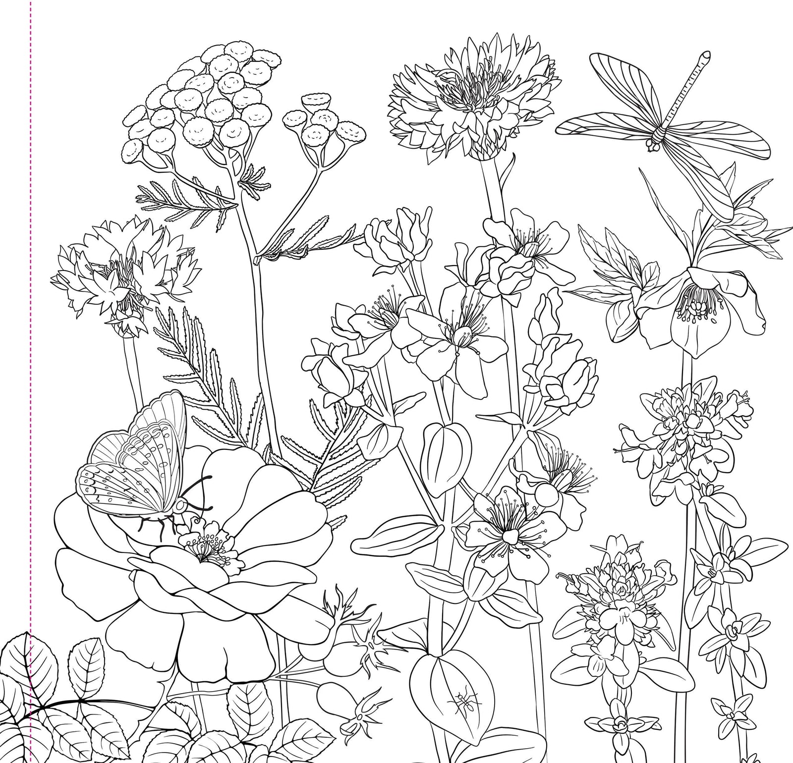 Wildflowers Adult Coloring Book