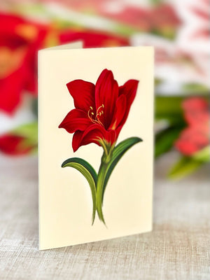 Scarlet Amaryllis (8 Pop-up Greeting Cards)