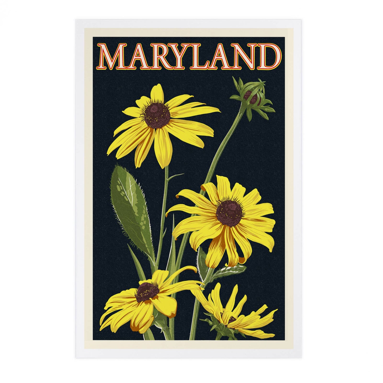 PREMIUM POSTCARDS Maryland, Black Eyed Susan, Letterpress