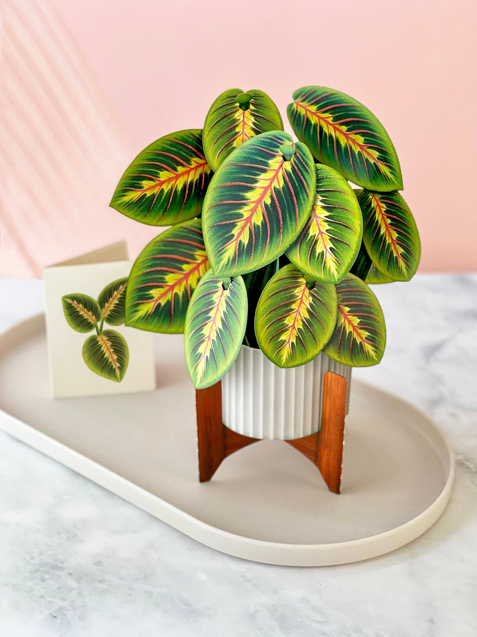 Prayer Plant (Pop-up Greeting Cards)