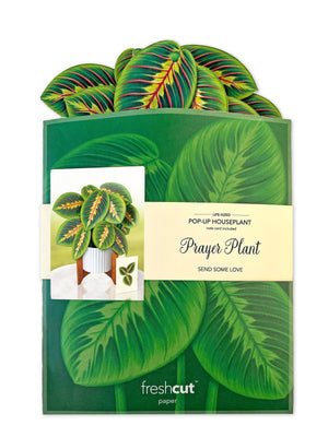 Prayer Plant (Pop-up Greeting Cards)