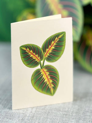 Prayer Plant (Pop-up Greeting Cards)
