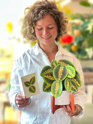 Prayer Plant (Pop-up Greeting Cards)