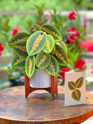 Prayer Plant (Pop-up Greeting Cards)