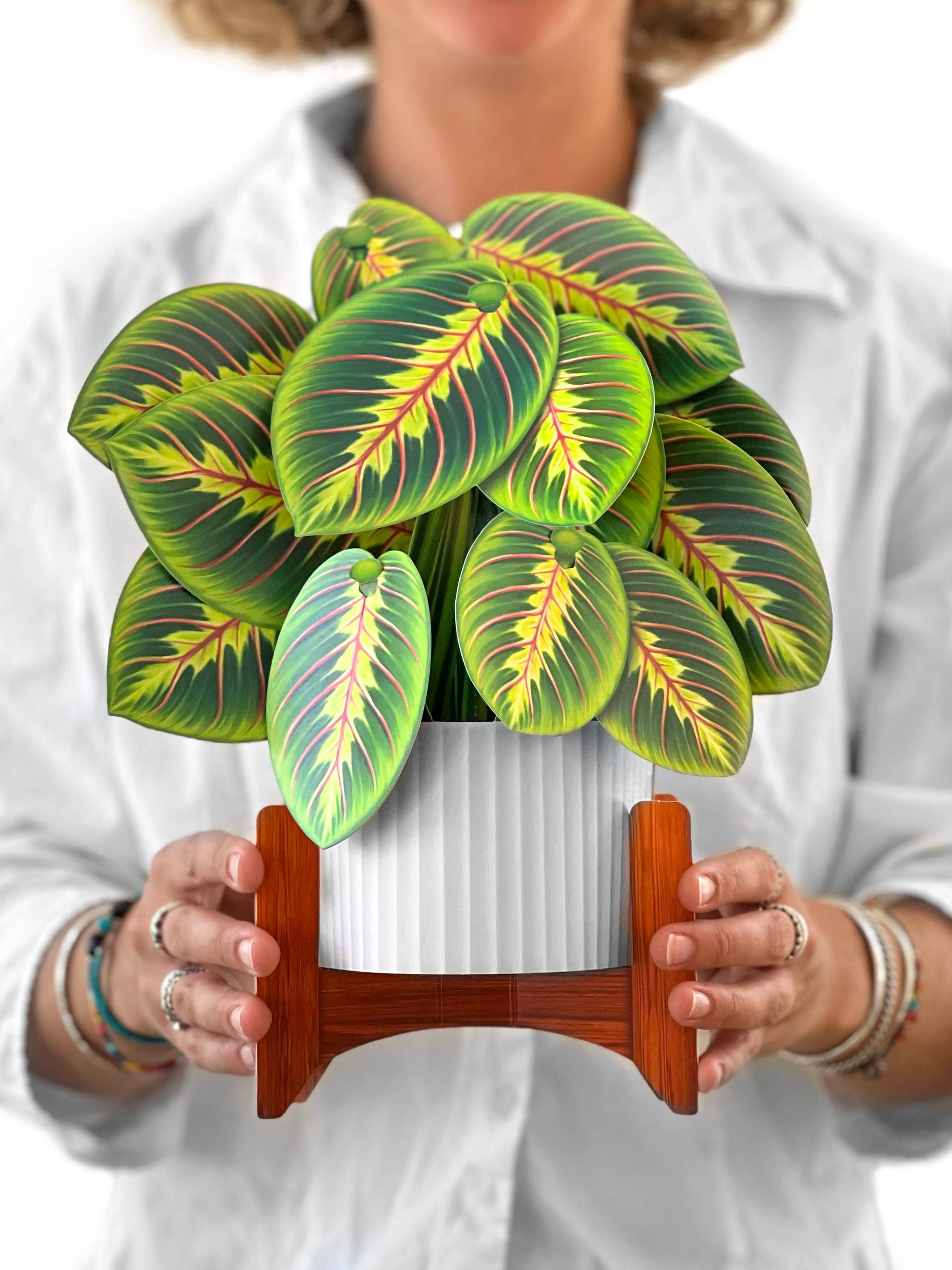 prayer hands plant Prayer Plant (Pop-up Greeting Cards)